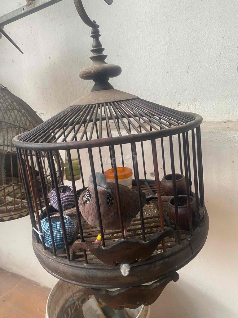 chim cu gáy âm đồng khiển khách
