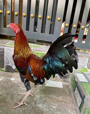 Gà điều bông ( trạng 1kg30000000 ). Mua bán Gà tại Quận 8 Tp Hồ Chí Minh được đăng bởi Phương quận 8