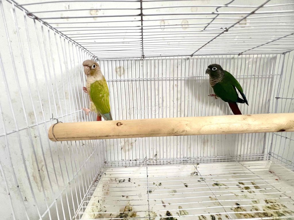 Vẹt Green Cheek sinh sản. Mua bán Chim tại Huyện Hóc Môn Tp Hồ Chí Minh được đăng bởi Dương Nguyễn hình 1