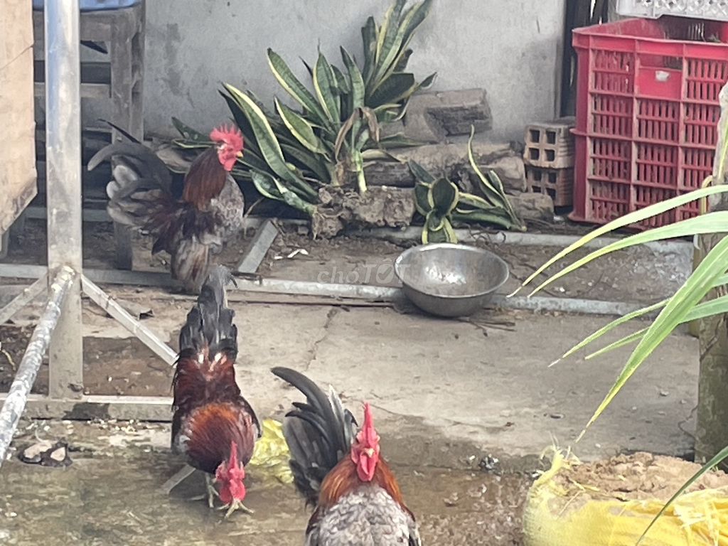 Gà Tre trống Thái tơ. Mua bán Gà tại Thành phố Rạch Giá Kiên Giang được đăng bởi Truong Chi Kiên  hình 1