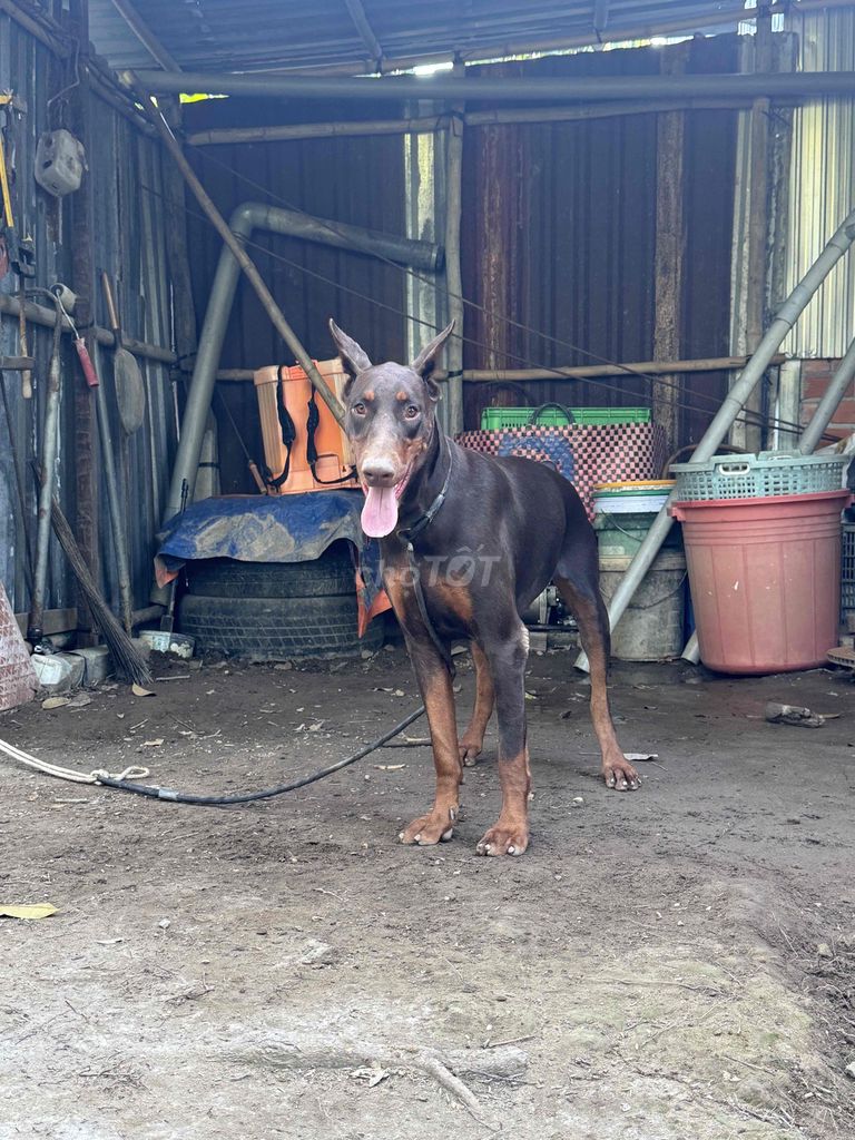 Doberman có giấy đầy đủ. Mua bán Chó tại Thành phố Ngã Bảy Hậu Giang được đăng bởi KhangNguyen hình 3