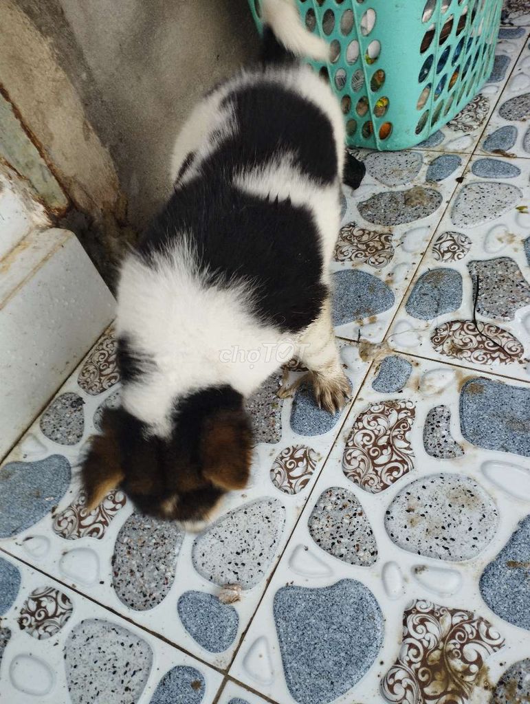 Chó  Đen trắng 70 ngày tuổi. Mua bán Chó tại Huyện Long Hồ Vĩnh Long được đăng bởi Thanh Sang hình 1