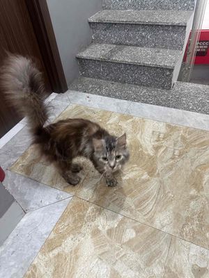 Mèo Anh lai Maine Coon cái 1 năm 8 tháng
