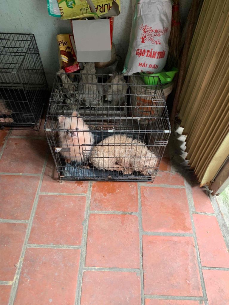 Chó Phốc Sóc Poodle đực nhiều màu. Mua bán Chó tại Thành phố Thanh Hóa Thanh Hóa được đăng bởi dương  hình 1