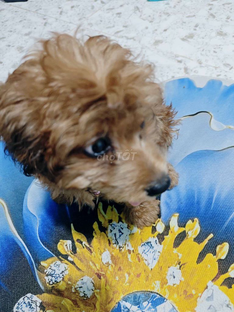 Chó Poodle lai Nhật cái 3 tháng. Mua bán Chó tại Huyện An Biên Kiên Giang được đăng bởi Th true milk hình 1