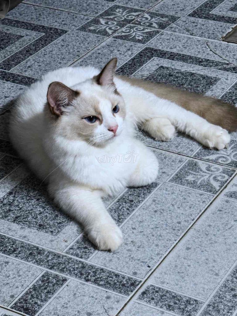 Mèo Ragdoll đực 4 tháng. Mua bán Mèo tại Quận Thanh Xuân Hà Nội được đăng bởi Dũng hình 1