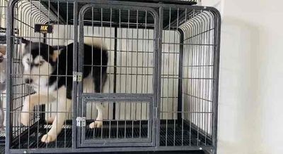 Chó Husky cái 6 tháng cao to. Mua bán Chó tại Huyện Trảng Bom Đồng Nai được đăng bởi Phan tấn quang