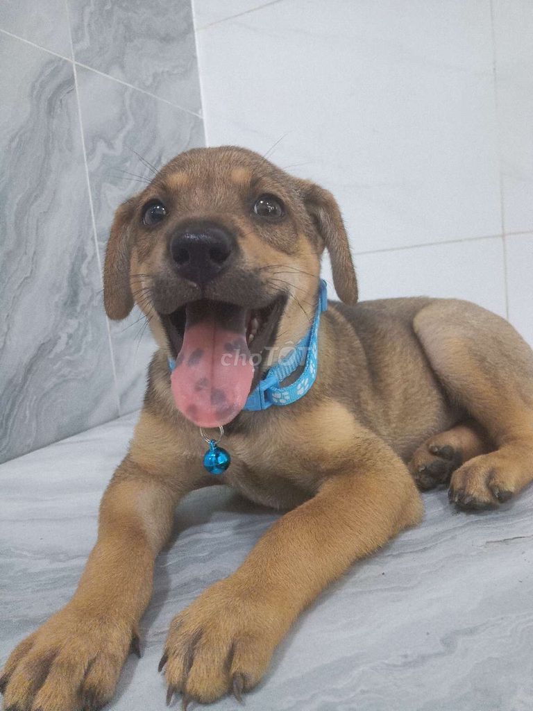 Becgie rất khôn có đốm lưỡi canh nhà giỏi. Mua bán Chó tại Quận 6 Tp Hồ Chí Minh được đăng bởi Tăng Chí Lương  hình 1