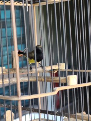 Bán chim hút mật 5 màu đẹp. Mua bán Chim tại Huyện Trực Ninh Nam Định được đăng bởi Nội Thất Phạm Tổng