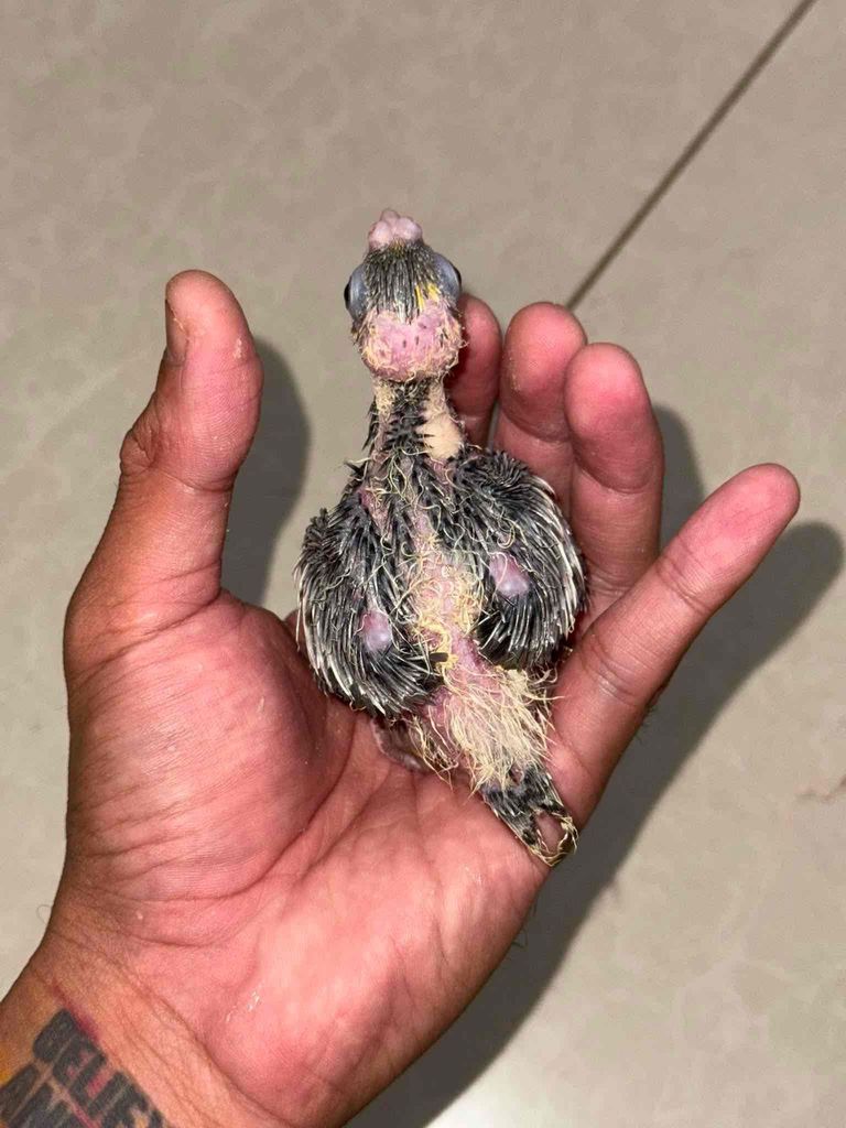 Vẹt Cockatiel. Mua bán Chim tại Quận Bình Tân Tp Hồ Chí Minh được đăng bởi Minh Thiện hình 1