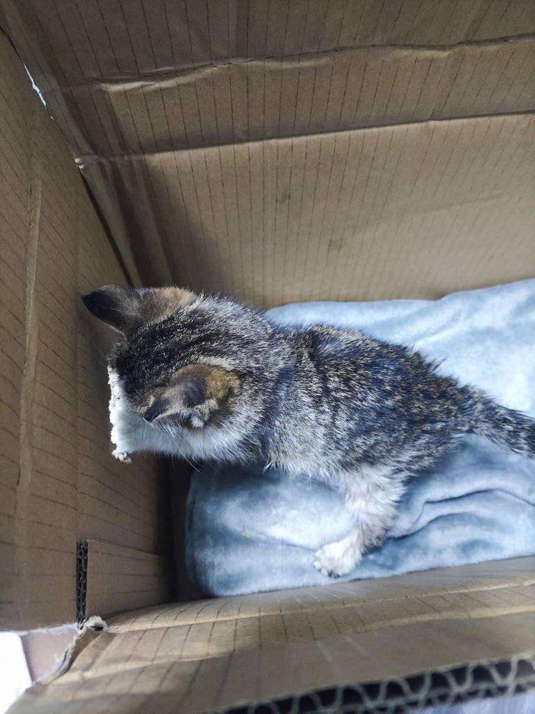 Mèo hoang Đen trắng. Mua bán Mèo tại Quận 12 Tp Hồ Chí Minh được đăng bởi Nguyễn Trịnh Thùy Duyên hình 1