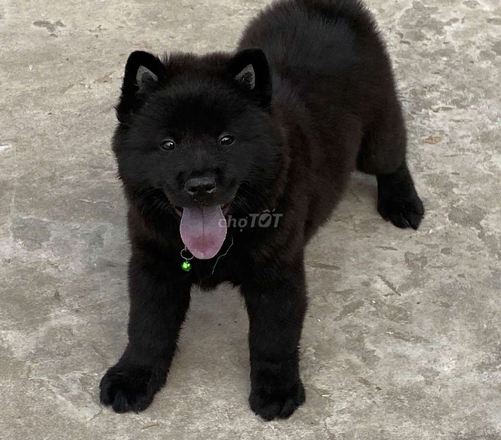 Chó đuc lưỡi đen xi. Mua bán Chó tại Thành phố Thủ Đức Tp Hồ Chí Minh được đăng bởi cho H mong hình 1