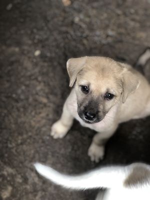 Chó cỏ giống đực , màu vàng nhạt