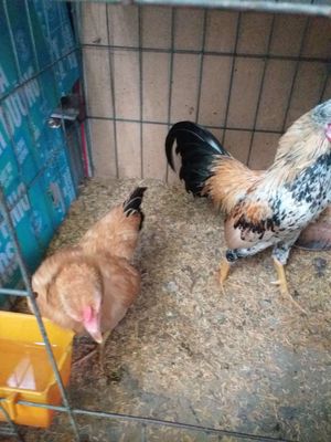 Cặp gà đẹp giá rẻ. Mua bán Gà tại Quận Gò Vấp Tp Hồ Chí Minh được đăng bởi Đức phúc