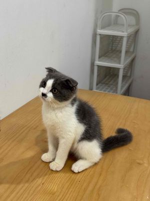 Mèo bicolor tai cụp hơn 2 tháng tuổi ạ. Mua bán Mèo tại Quận Tây Hồ Hà Nội được đăng bởi Oanh Oanh