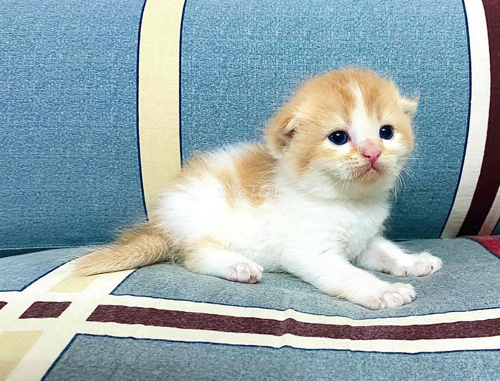 Bi Golden - Blue Tabby - Black Golden tìm 🏡 mới. Mua bán Mèo tại Quận Bình Thạnh Tp Hồ Chí Minh được đăng bởi Dennis Chu hình 1