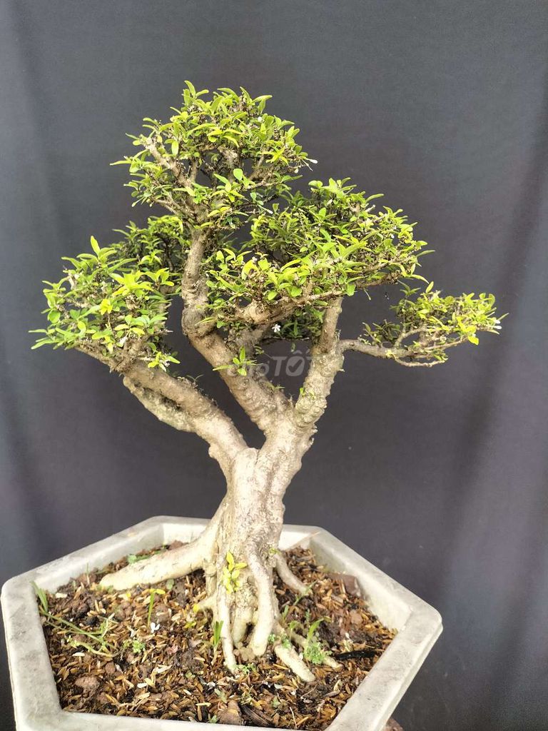Cây cảnh Mai lá kim Thuần chậu. Mua bán Cây cảnh, đồ trang trí tại Huyện Ý Yên Nam Định được đăng bởi Đinh Cúc hình 1