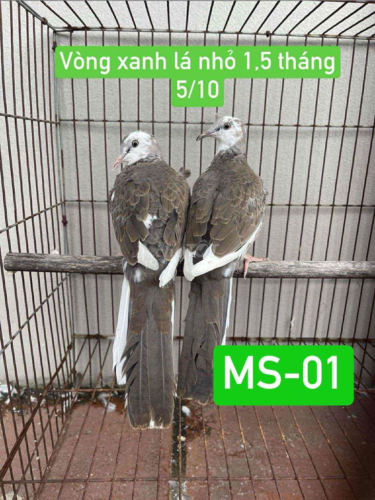 cu gáy thái. Mua bán Chim tại Quận Hoàng Mai Hà Nội được đăng bởi Hùng hình 6