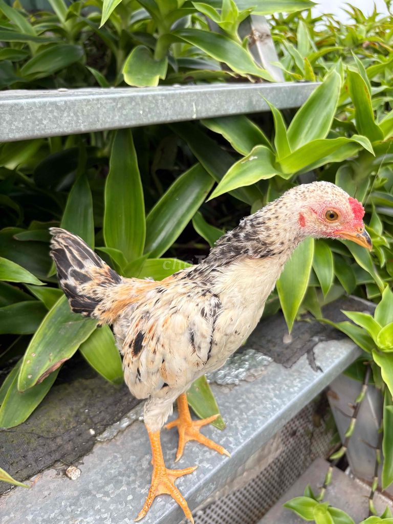 Gà con màu Trắng, nâu, đen. Mua bán Gà tại Quận Bình Thạnh Tp Hồ Chí Minh được đăng bởi Vũ Văn Nghĩa  hình 1