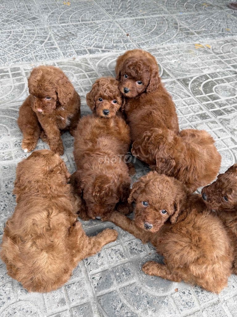 Chó Poodle Đỏ chót. Mua bán Chó tại Quận Liên Chiểu Đà Nẵng được đăng bởi DC PETHOUSE hình 1