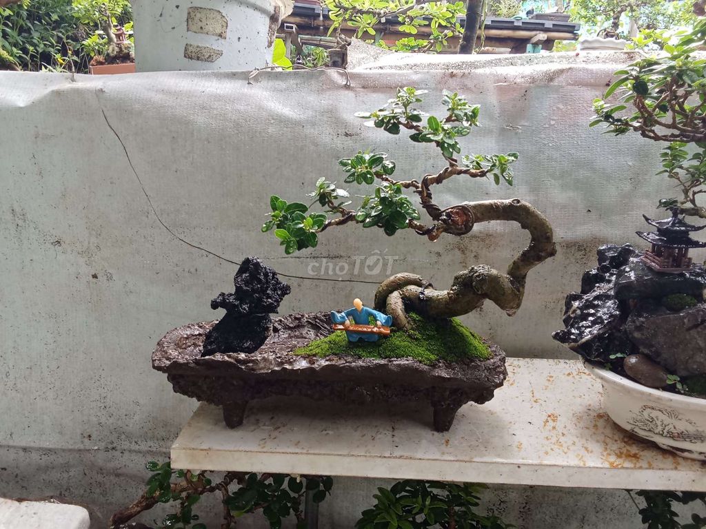 Tiểu cảnh bonsai Mini. Mua bán Cây cảnh, đồ trang trí tại Huyện Thanh Bình Đồng Tháp được đăng bởi bonsai Mini  hình 1