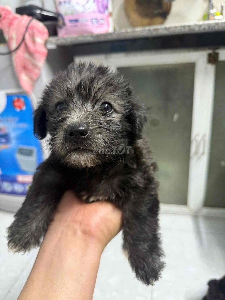 Chó Poodle Cái Đen Đã tiêm phòng. Mua bán Chó tại Quận Bình Tân Tp Hồ Chí Minh được đăng bởi Mèo Yêu hình 1
