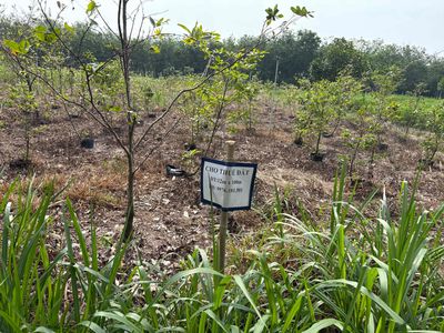 Cho thuê đất, diện tích 12x104m. Có thể thuê trồng cây dài hạn hoặc ng. Cho thuê đất tại Huyện Tân Biên Tây Ninh được đăng bởi Thanh Vinh