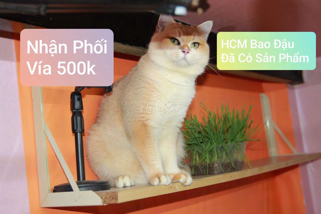 Nhận Phối Bé Golden Ny12 Form To Siêu Đẹp. Mua bán Mèo tại Quận Bình Tân Tp Hồ Chí Minh được đăng bởi Trang hình 1