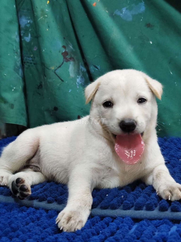 Chó Labrador F1 đực thân thiện màu trắng . Mua bán Chó tại Quận Bình Tân Tp Hồ Chí Minh được đăng bởi Nguyễn Hằng hình 1