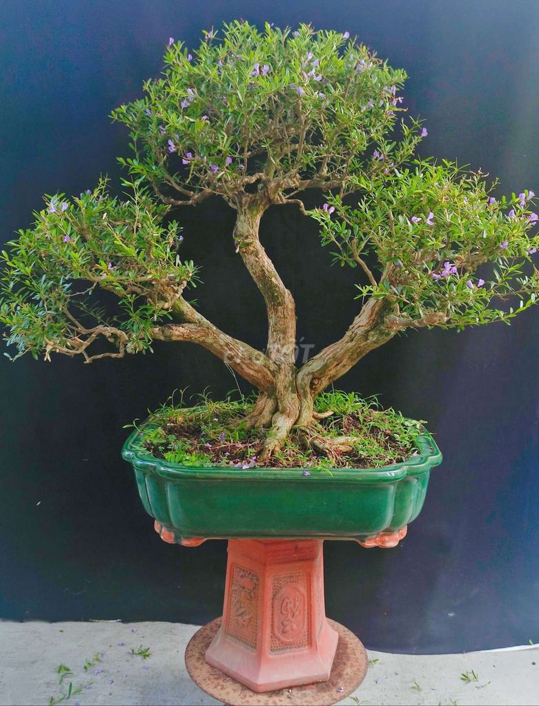 Cây cảnh Linh Sam 80cm. Mua bán Cây cảnh, đồ trang trí tại Huyện Hóc Môn Tp Hồ Chí Minh được đăng bởi Xuân Quang 55 hình 1