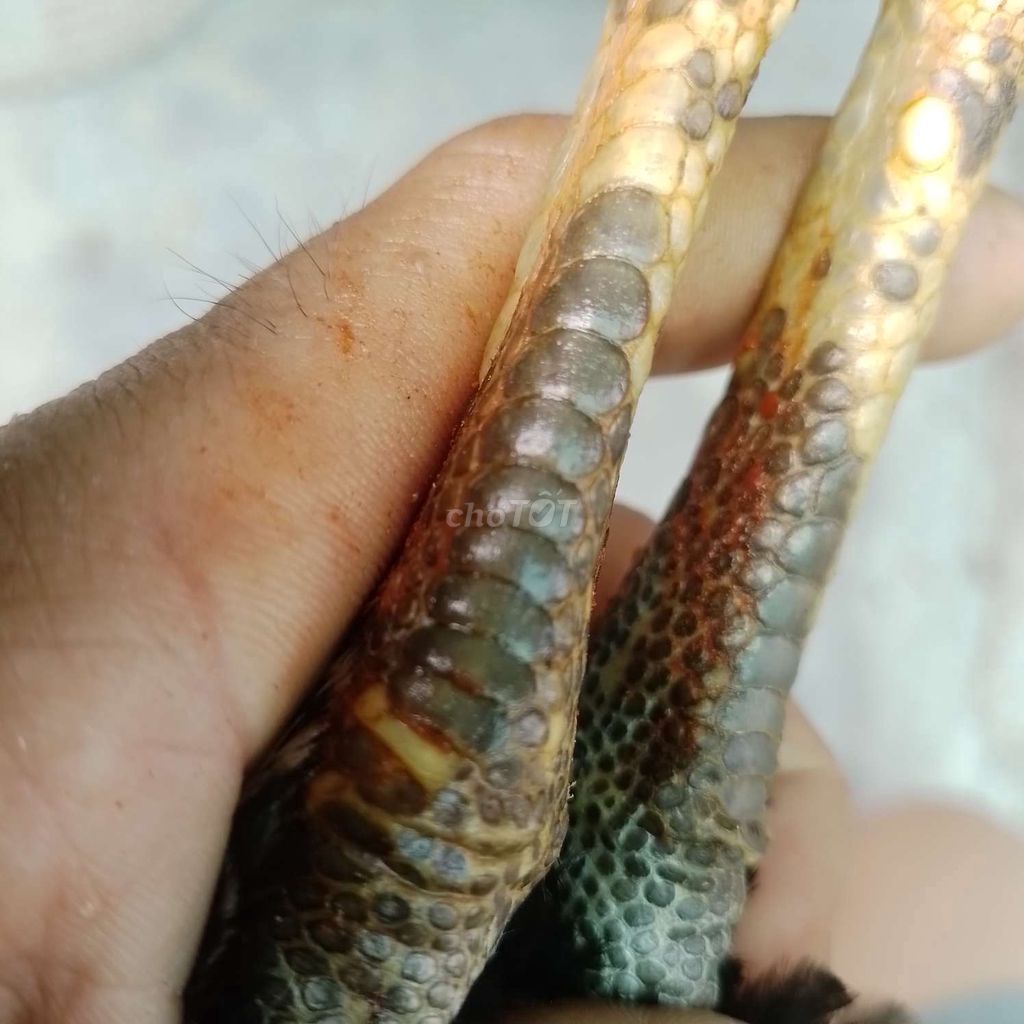 Mai nhánh 4tháng rưỡi