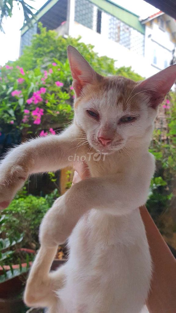 Bán mèo tam thể đẹp 3 tháng tuổi. Mua bán Mèo tại Huyện Hoài Đức Hà Nội được đăng bởi Monster hình 2