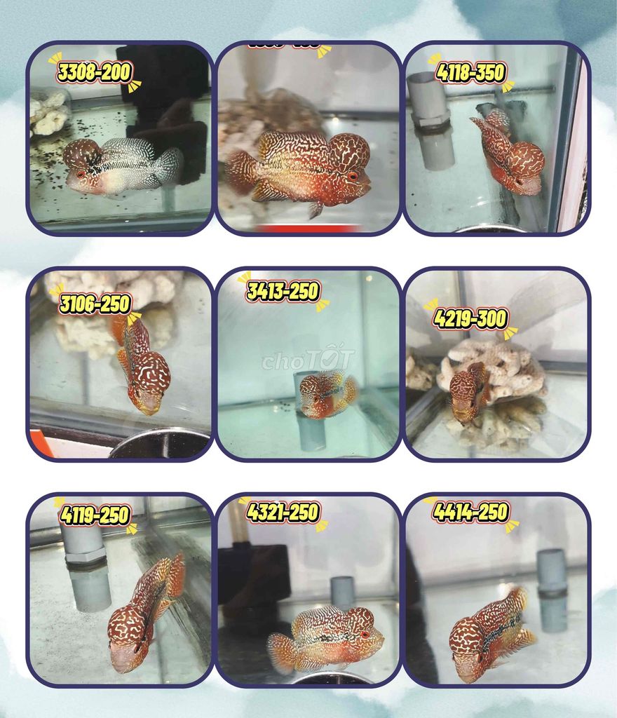 Cá la hán - Châu - Gen cải tiến. Mua bán Thú cưng khác tại Quận Bình Tân Tp Hồ Chí Minh được đăng bởi Vietnam Flowerhorn hình 1