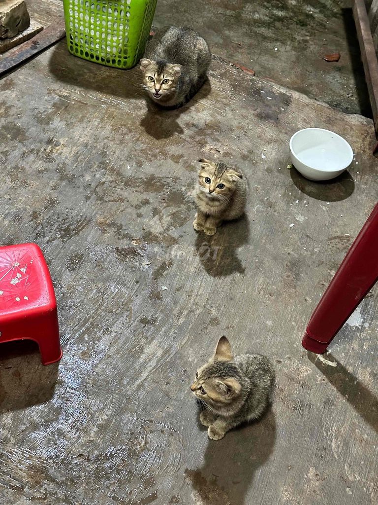 Mèo lai Vàng Đen. Mua bán Mèo tại Thành phố Biên Hòa Đồng Nai được đăng bởi Liêm Nguyên hình 1