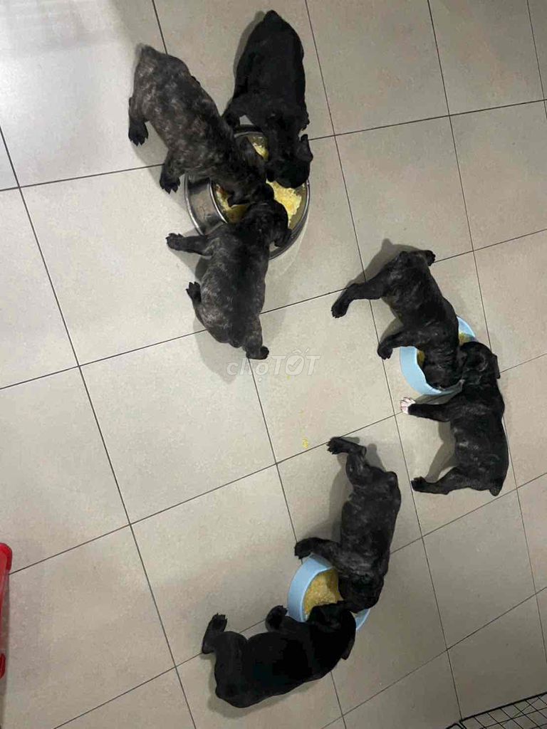 Chó nhà đẻ chuẩn pug Pháp. Mua bán Chó tại Quận 12 Tp Hồ Chí Minh được đăng bởi Anh Thư hình 1