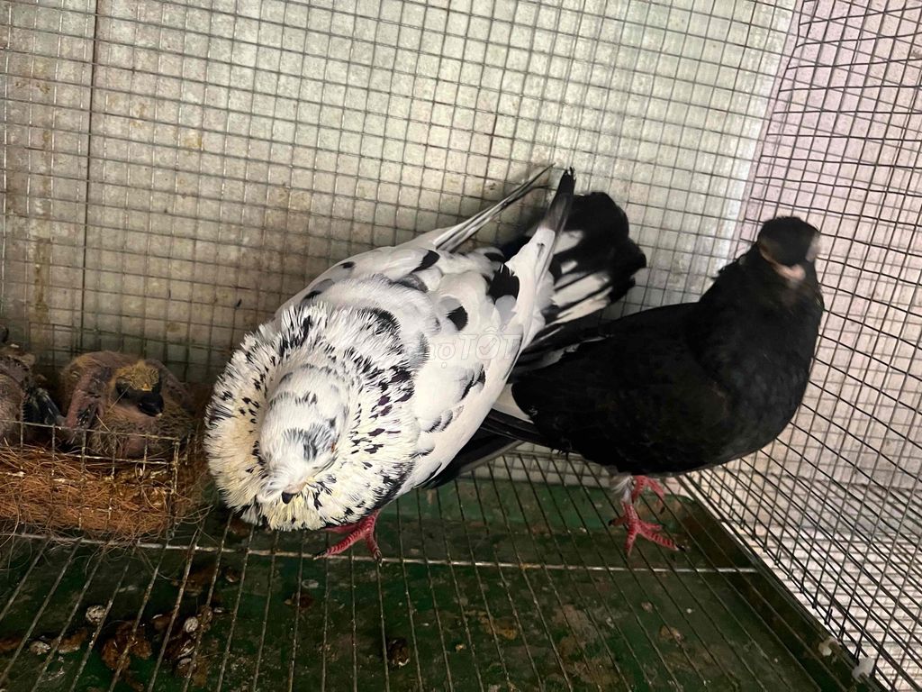 Chim Bồ câu chớp Trung Quốc. Mua bán Chim tại Thành phố Biên Hòa Đồng Nai được đăng bởi Du hình 1