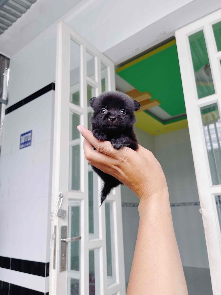 Chó Phốc Nhật Mini. Mua bán Chó tại Thành phố Vĩnh Long Vĩnh Long được đăng bởi Bình hình 1