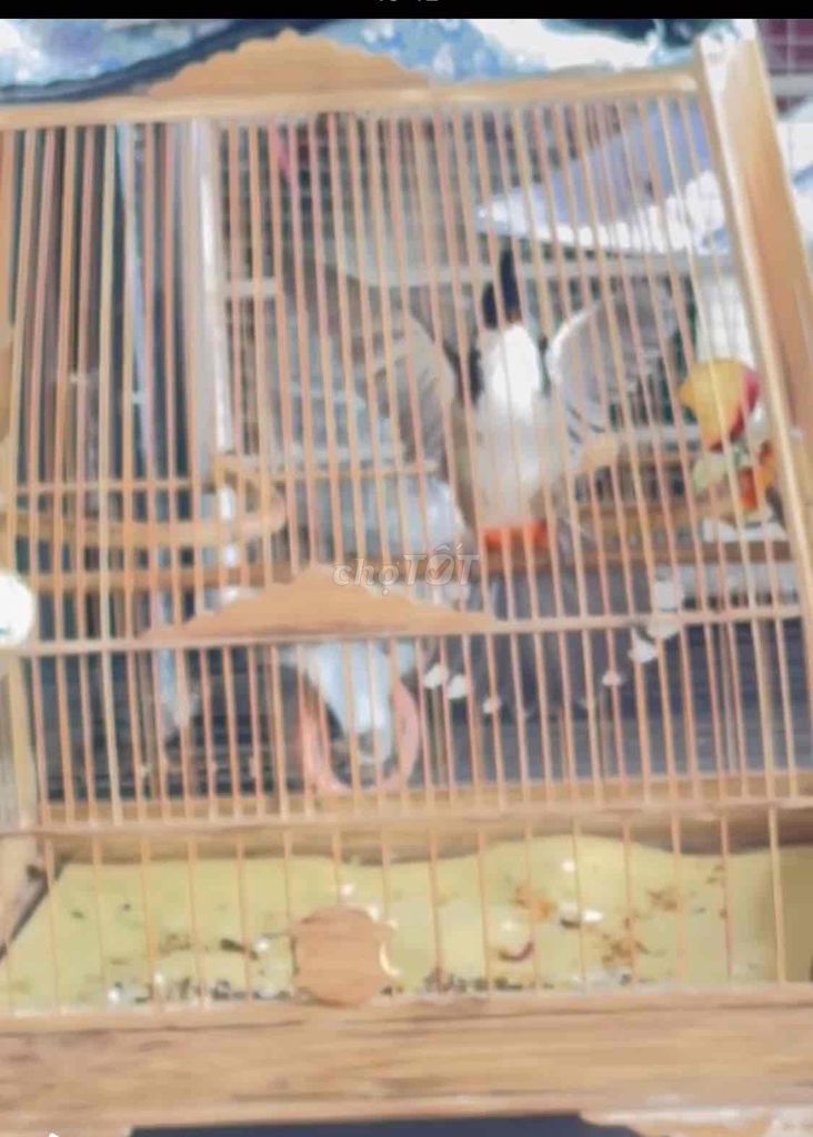chào mào 1 mùa giọng hay nhạy xoè. Mua bán Chim tại Quận Ngũ Hành Sơn Đà Nẵng được đăng bởi Lãng Tử Miền Tây hình 1