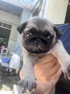 Chó Pug Cái vàng nhạt 35 ngày tuổi