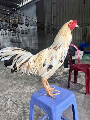 3kg5 có tay nuôi. Mua bán Gà tại Thành phố Bến Tre Bến Tre được đăng bởi Cám Chim Huy Bảo