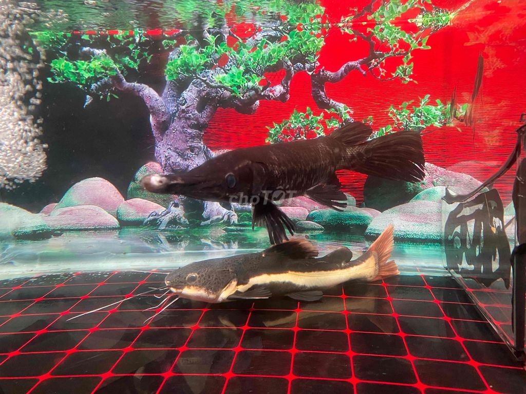 Thanh lý 2 con cá săn mồi size 5x. Mua bán Thú cưng khác tại Quận Bình Tân Tp Hồ Chí Minh được đăng bởi Mê Cá hình 1