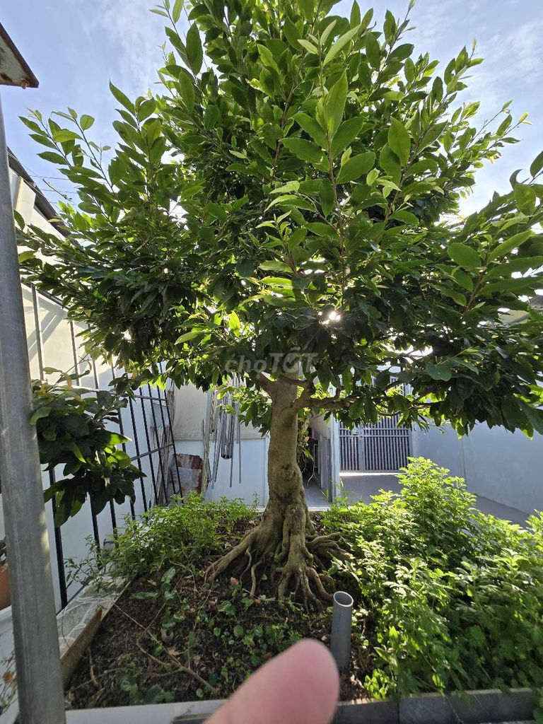 Mai vàng 3m. Mua bán Cây cảnh, đồ trang trí tại Huyện Chợ Mới An Giang được đăng bởi Hưng Thịnh hình 1