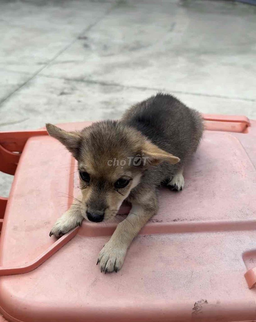 Chó Poodle nhỏ đen, nâu xám đã tiêm. Mua bán Chó tại Thành phố Thuận An Bình Dương được đăng bởi Ha nguyen hình 1