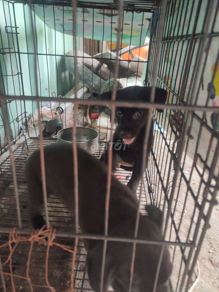 Chó Đen. Mua bán Chó tại Huyện Nhà Bè Tp Hồ Chí Minh được đăng bởi hà hình 1