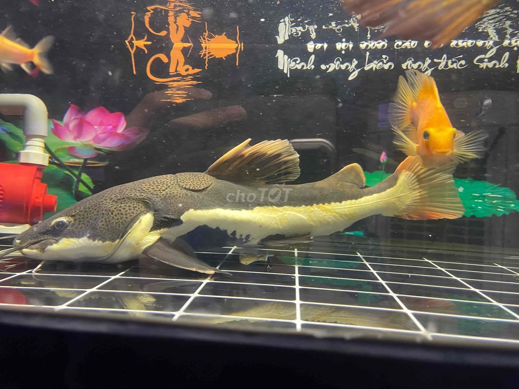 Hồng vĩ size 60cm
