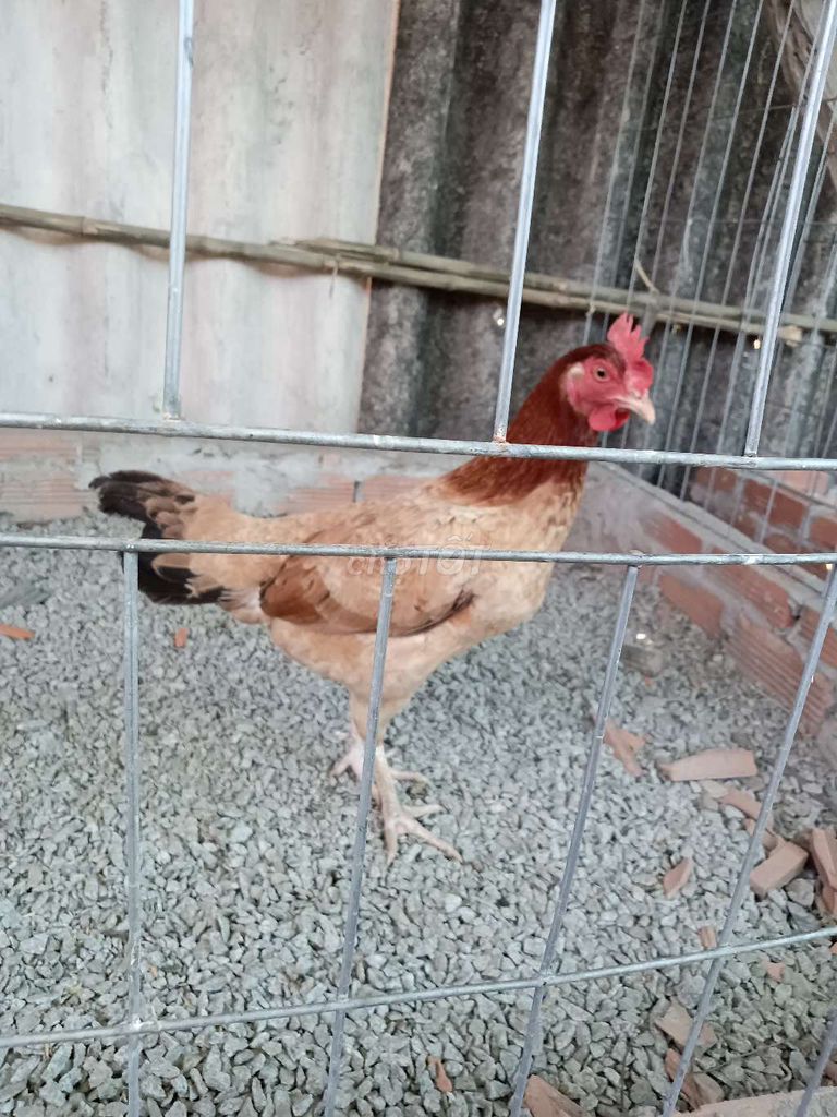 Gà mái thái mỹ. Mua bán Gà tại Huyện Châu Phú An Giang được đăng bởi Bình đẳng  hình 2