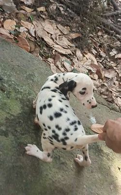 Chó đốm nhìn đã con mắt, chó Đực 2tháng rưỡi. Mua bán Chó tại Huyện Củ Chi Tp Hồ Chí Minh được đăng bởi Nguyễn Huy