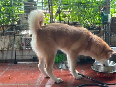 Bán chó tặng lồng tìm nhà mới cho b Akita vàng