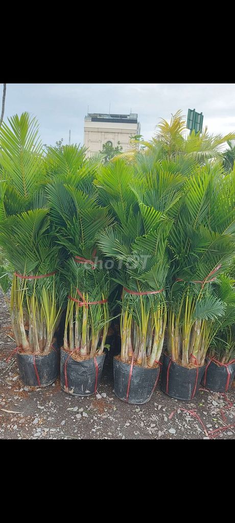 Cây Cau vàng 💚Thái 💜 siêu đẹp. Mua bán Cây cảnh, đồ trang trí tại Quận Gò Vấp Tp Hồ Chí Minh được đăng bởi Tô Kem  hình 1
