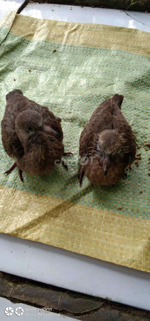 Chim cu gáy non trống .mai. Mua bán Chim tại Huyện Tam Bình Vĩnh Long được đăng bởi Hoangem hình 1